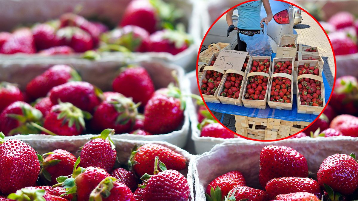 9 złotych za kilogram truskawek przy toruńskiej Biedronce. Na targowiskach jest jeszcze taniej