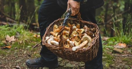 Pierwszy w tym sezonie wysyp prawdziwków. Tu znaleźli swoje okazy