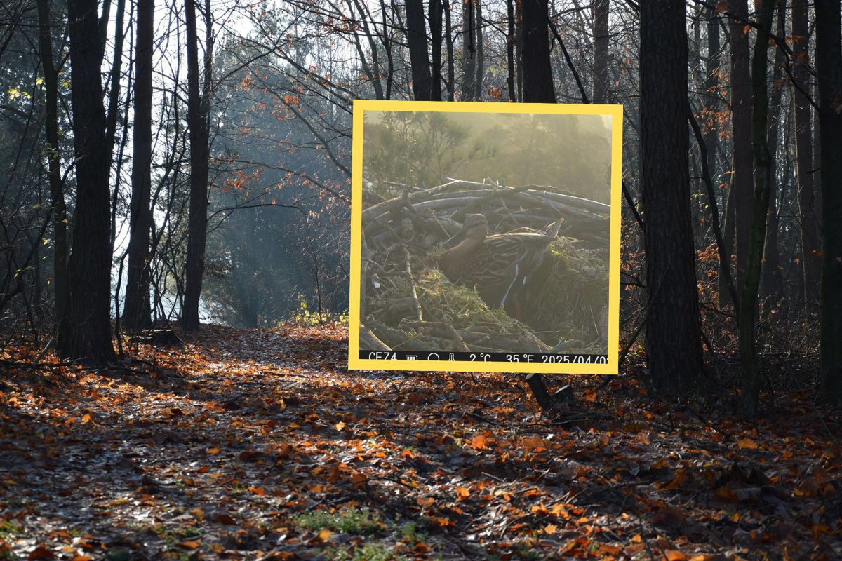 Leśnicy przecierali oczy. Takiego lokatora się nie spodziewali