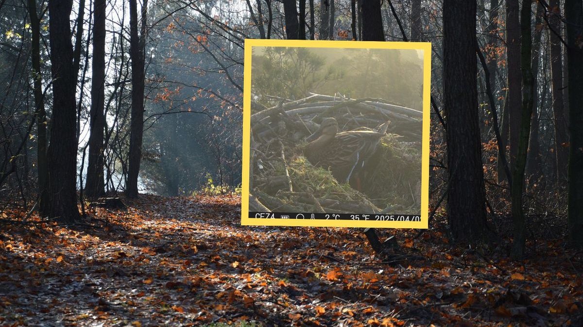 Nietypowy lokator na platformie rybołowa