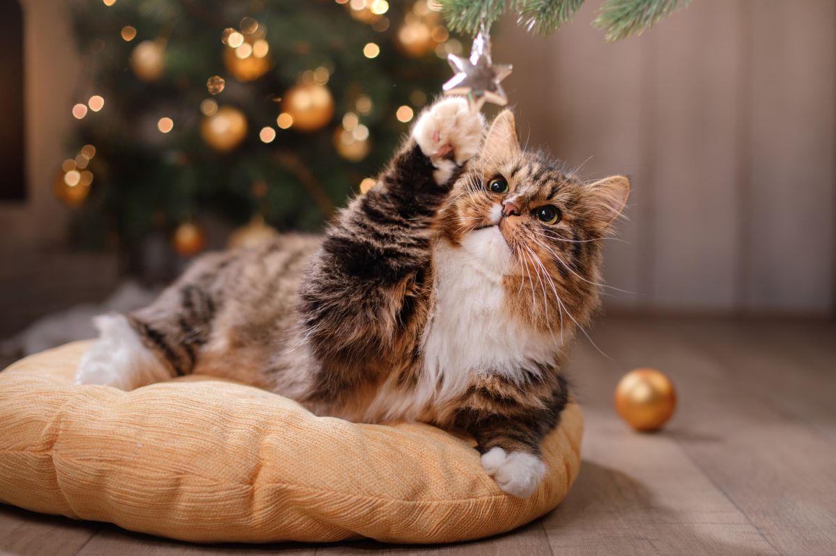 Beloved but dangerous: How popular Christmas plants can poison your cat