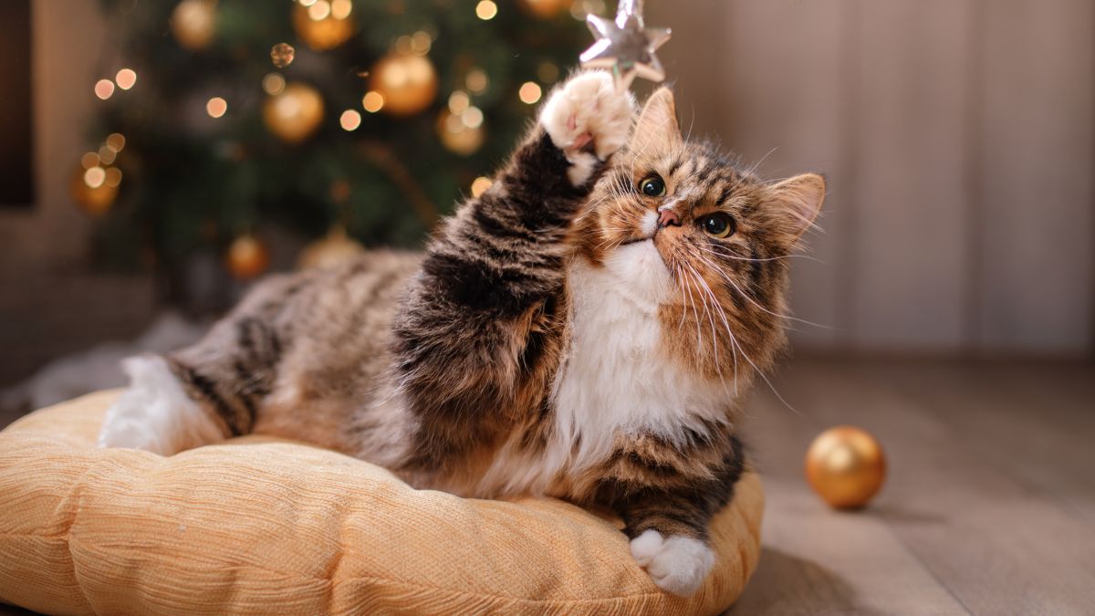 Nie kupuj tych roślin, jeśli masz w domu kota. 