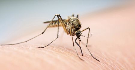 Komary cię "lubią"? Naukowcy są bliscy wyjaśnienia przyczyny