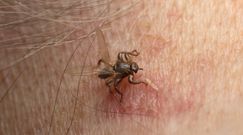 Plaga ''latających kleszczy''. Ich ukąszenie jest bardzo groźne i bolesne