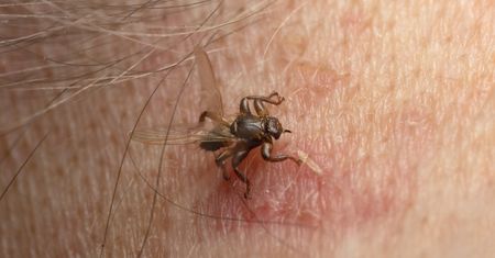 Plaga ''latających kleszczy''. Ich ukąszenie jest bardzo groźne i bolesne
