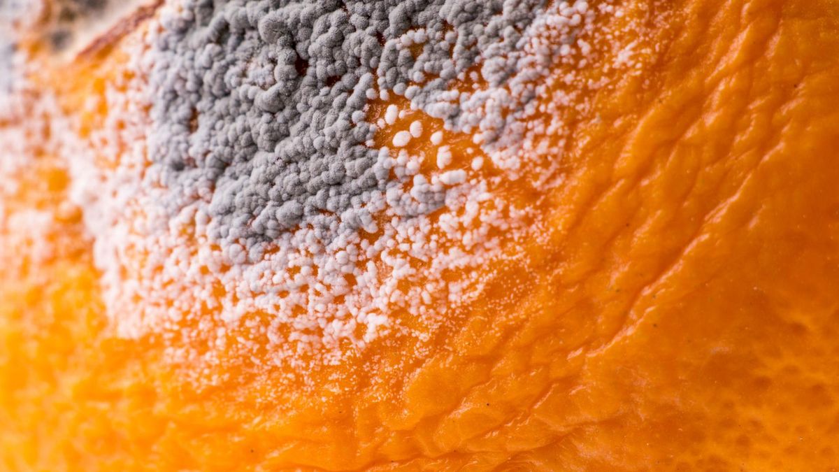 Grzyby pleśniowe, które zaczynają pokrywać psujący się produkt wydzielają trujące substancje, znane jako mykotoksyny