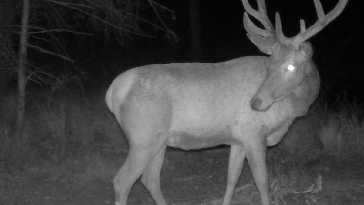 Leśnicy pokazali nagranie. "Jeszcze chwila i nasz byk wytrze swoje poroże"