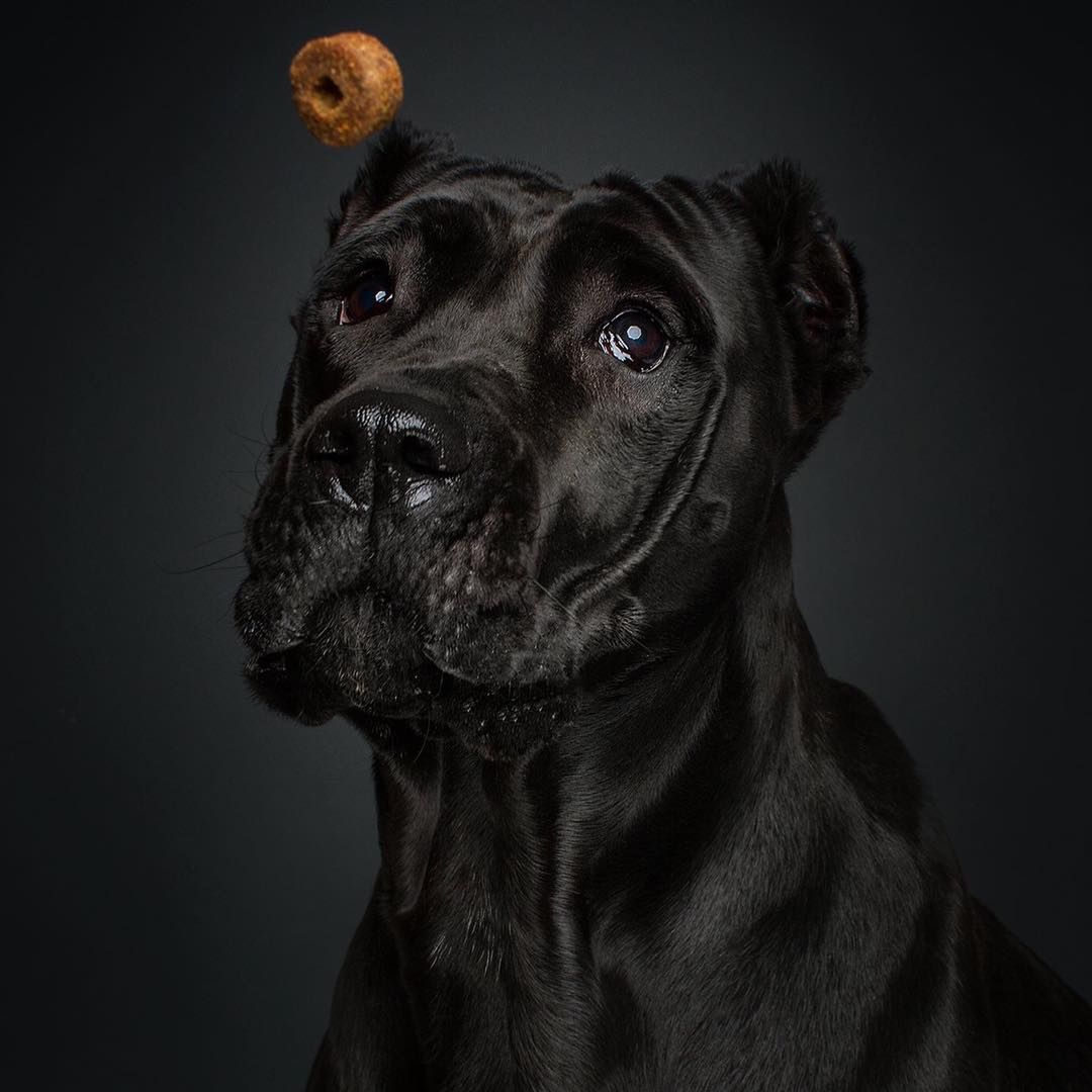 "Psie pyski opowiadają historię paniki i radości" - ekspresyjne portrety Christiana Vielera