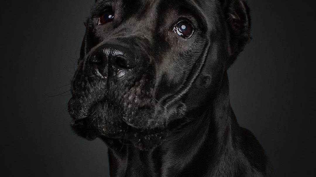 "Psie pyski opowiadają historię paniki i radości" - ekspresyjne portrety Christiana Vielera 1