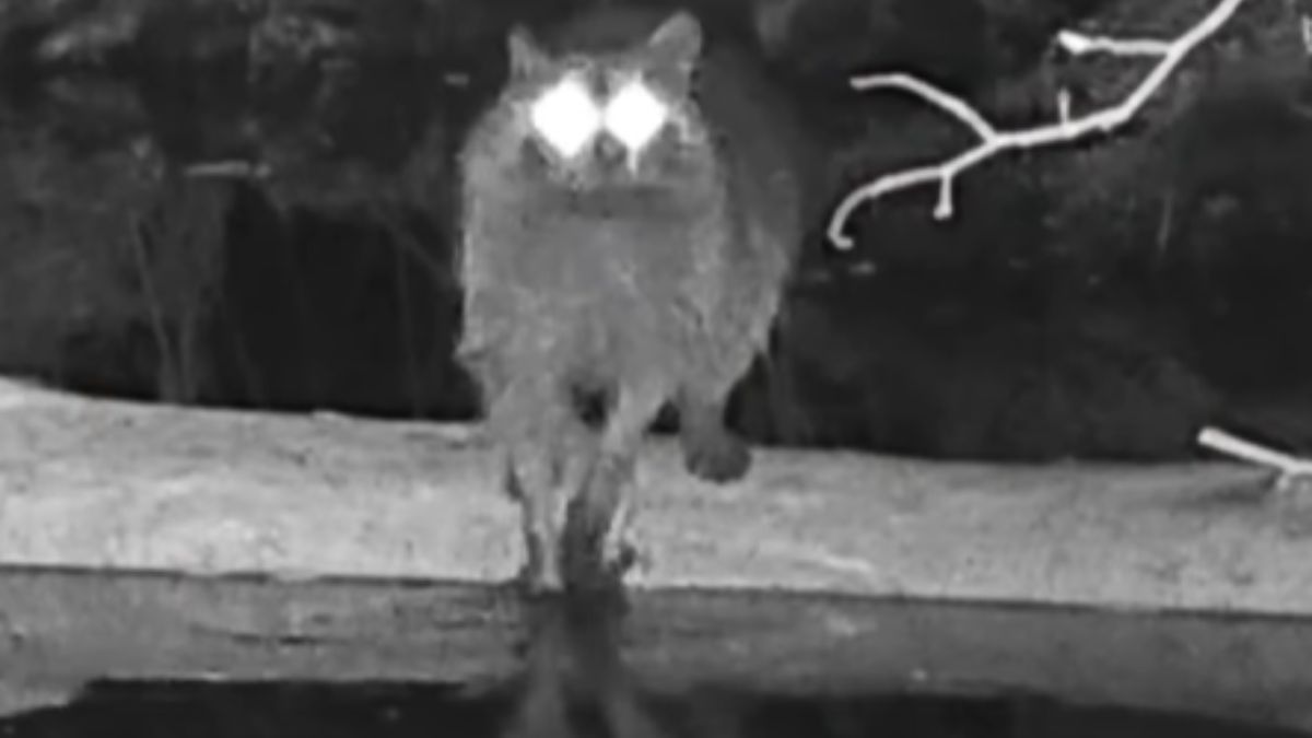 Fotopułapka uchwyciła szopa pracza.