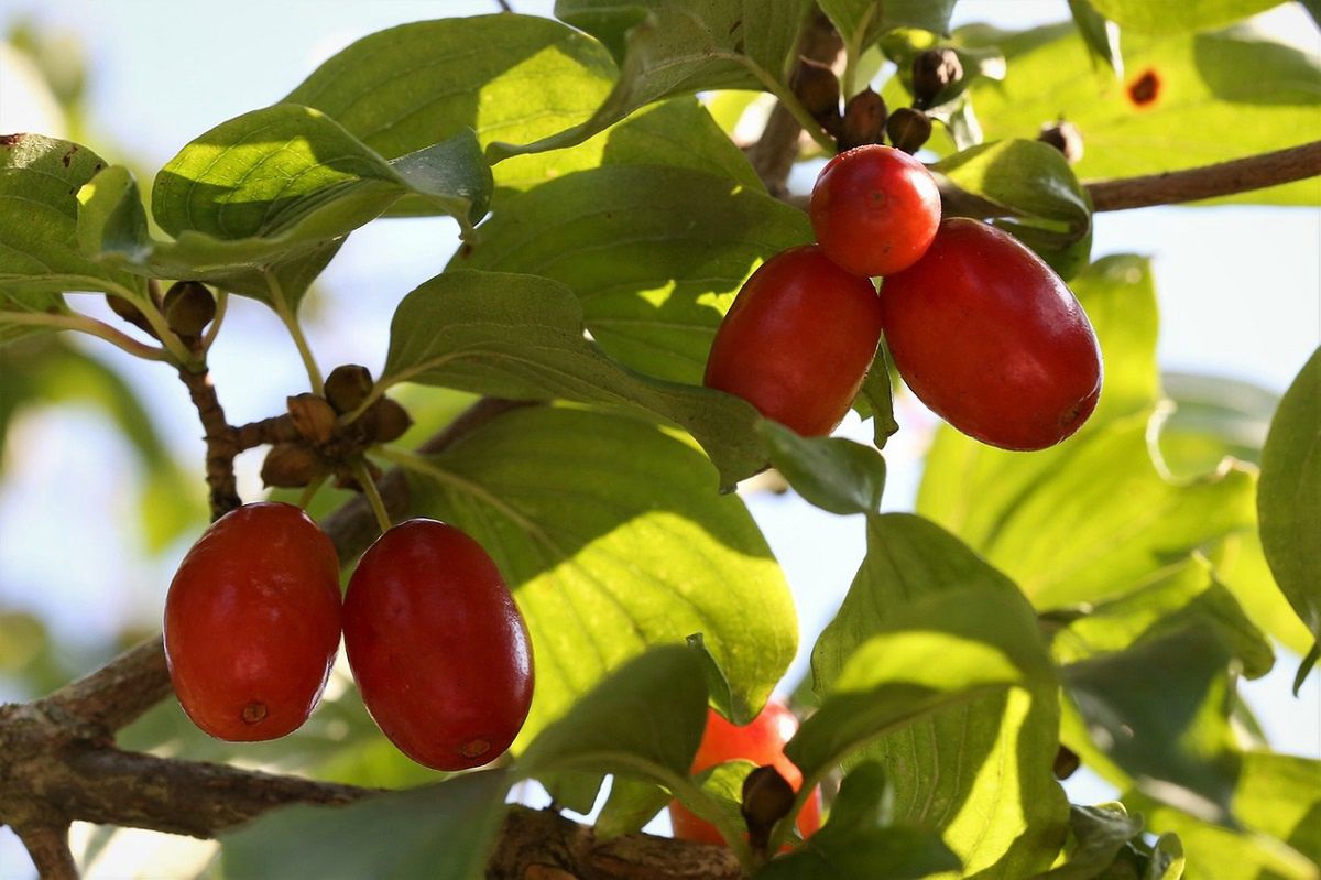 Cornelian cherry will help attract birds to the garden.
