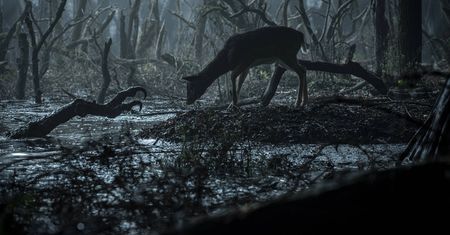 Wiedźmin 2 zapowiedziany - Netflix potwierdza drugi sezon serialu
