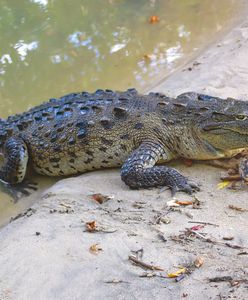 Spał na plaży. Nagle coś ugryzło go w nogę