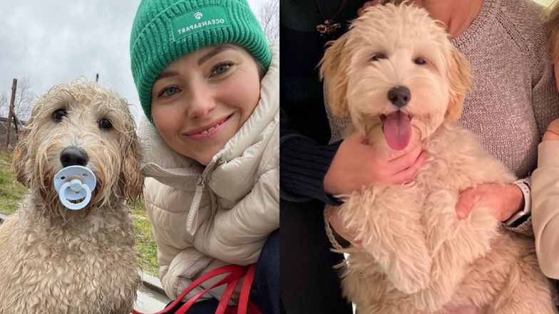 Pies Agaty i Piotra Rubików