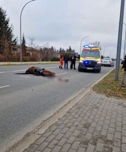 Koń nie przeżył. Kierowca skody ranny