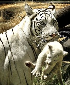 600 tygrysów syberyjskich zostanie wypuszczonych na wolność