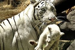 600 tygrysów syberyjskich zostanie wypuszczonych na wolność