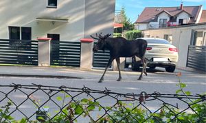 Zegar wskazał 17:40. Wkroczył na ulicę we Władysławowie. "Niesamowite"