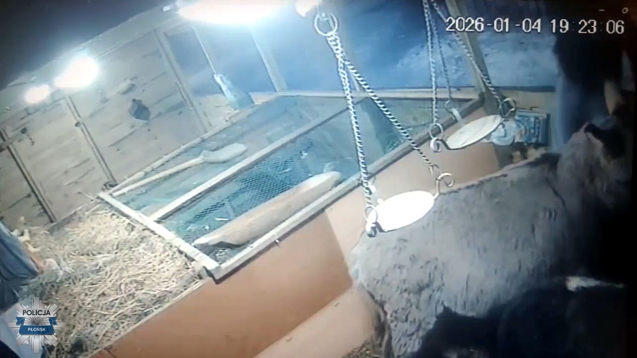 Cisza przy szopce przerwana kradzieżą. Sprawca szybko wpadł dzięki monitoringowi