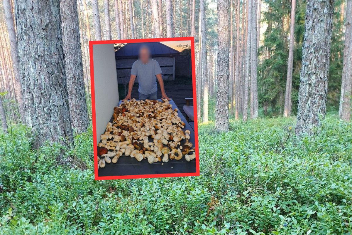 Wrócił z lasu. Grzyby ułożył na stole. Ledwie starczyło blatu