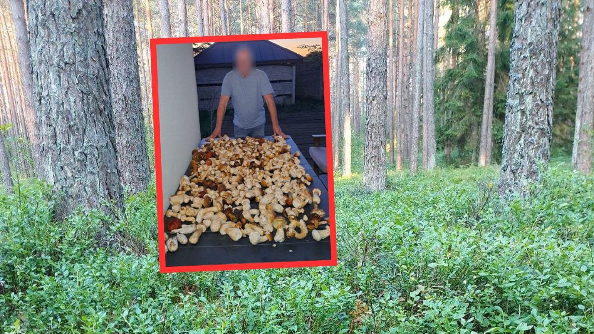 Grzybiarz i stół pełen leśnych skarbów