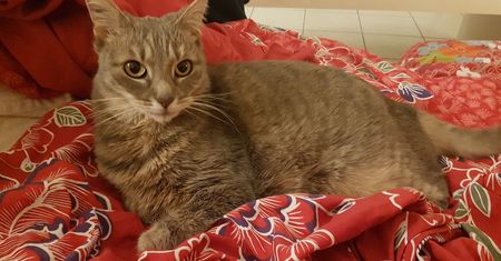 Zagrała główną rolę w Stray. Oto zdjęcia kociej aktorki