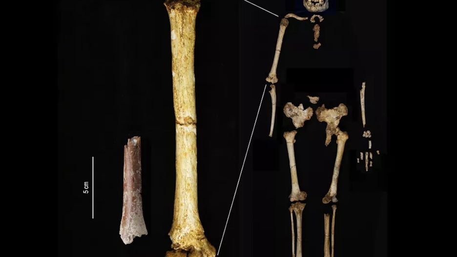 Homo floresiensis