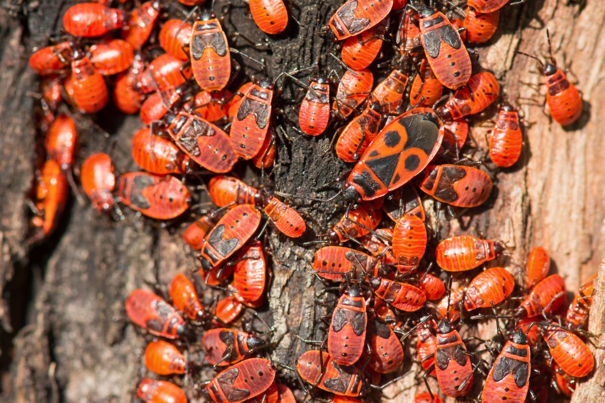 Czerwone robaki przypuszczają atak. Pożyteczne czy szkodniki?