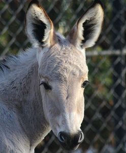 W ZOO urodził się osiołek somalijski [ZDJĘCIA]