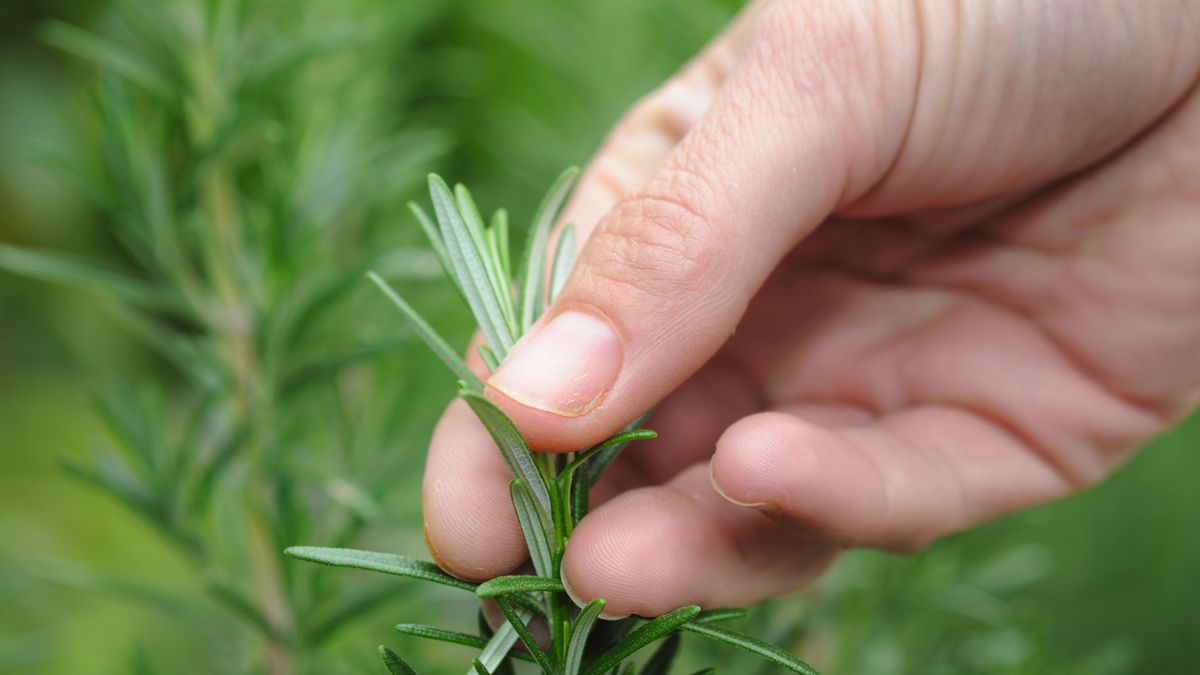 Rozmaryn warto mieć w swojej kuchni
