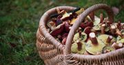 To nie było zwykłe grzybobranie. Cztery osoby usłyszały zarzuty
