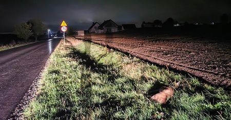 „Sarna leżała tam kilka godzin. Nikt nie przyjechał” — czy polskie służby naprawdę nie mają procedur na wypadek potrącenia dzikiego zwierzęcia?