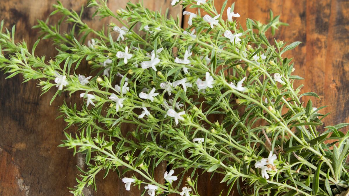 Dziś znów wraca do łask, bo wiemy, że wspiera trawienie