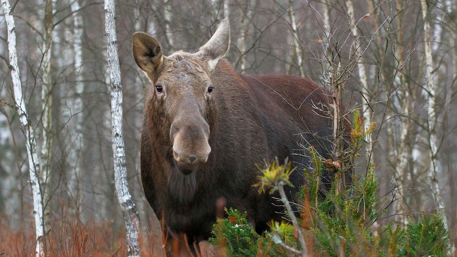 Łoś zaatakował kobietę w Gdańsku. Zdjęcie ilustracyjne