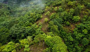 Lasy – pochłaniacze i źródła dwutlenku węgla