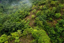Lasy – pochłaniacze i źródła dwutlenku węgla