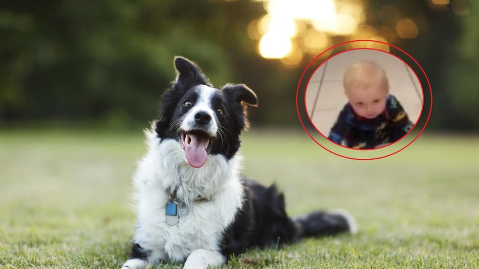 Pies uczy dziecko raczkować