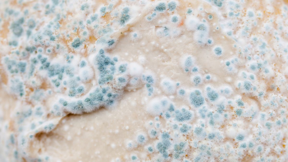 Cladosporium – czym jest, czynniki ryzyka, objawy alergii, leczenie