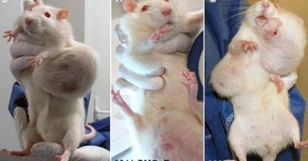 GMO przyspiesza śmierć!