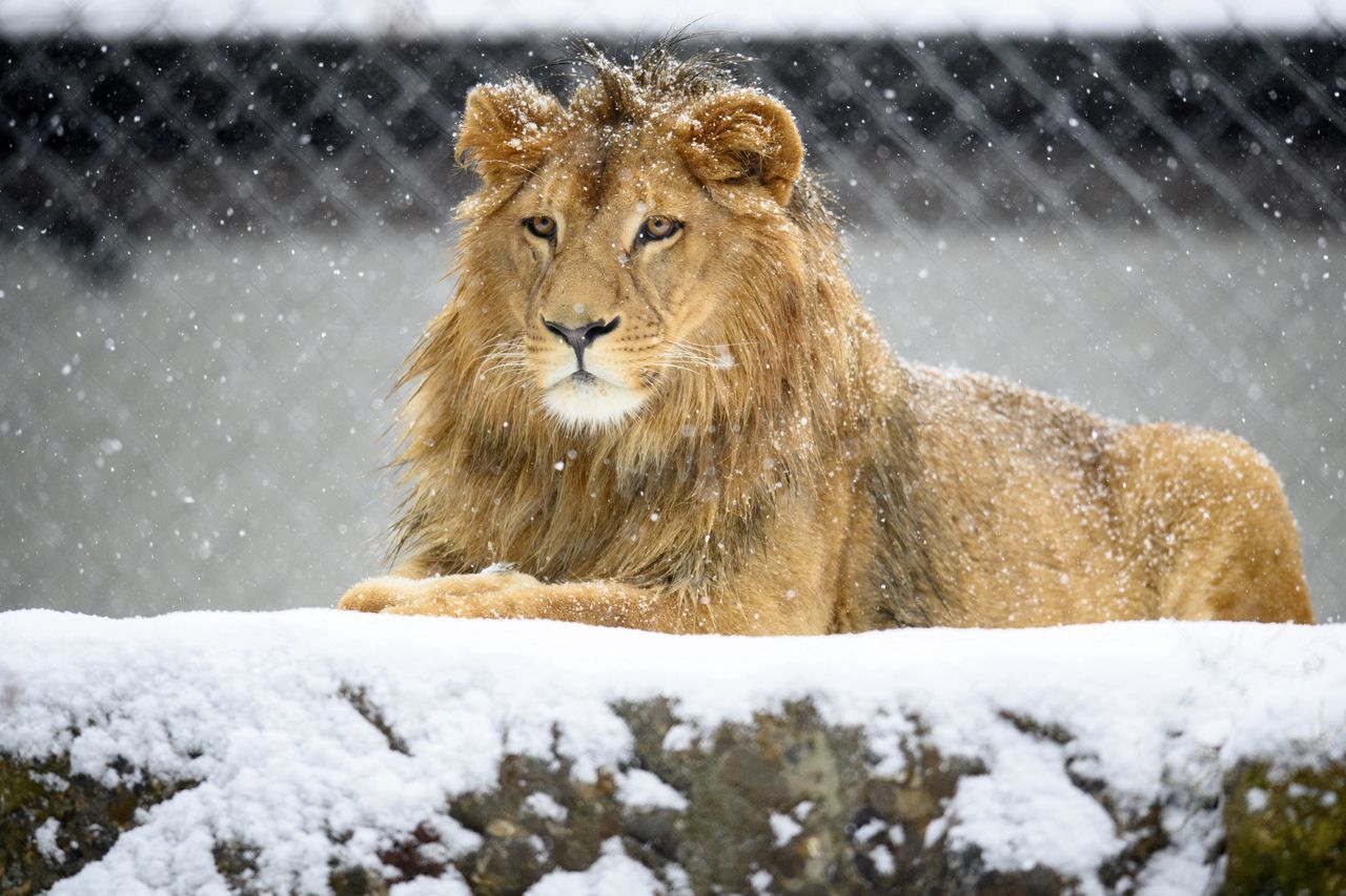 Wigilia 2020. "Dzika karta" do ZOO we Wrocławiu. Nietypowy pomysł na prezent