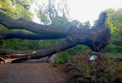 Warszawa. W Ogrodzie Botanicznym UW zawaliło się 200-letnie drzewo