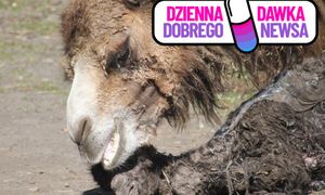 Śląskie Zoo świętuje narodziny wielbłąda. Maluch już na wybiegu w Parku Śląskim