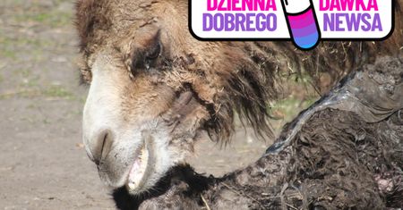 Śląskie Zoo świętuje narodziny wielbłąda. Maluch już na wybiegu w Parku Śląskim