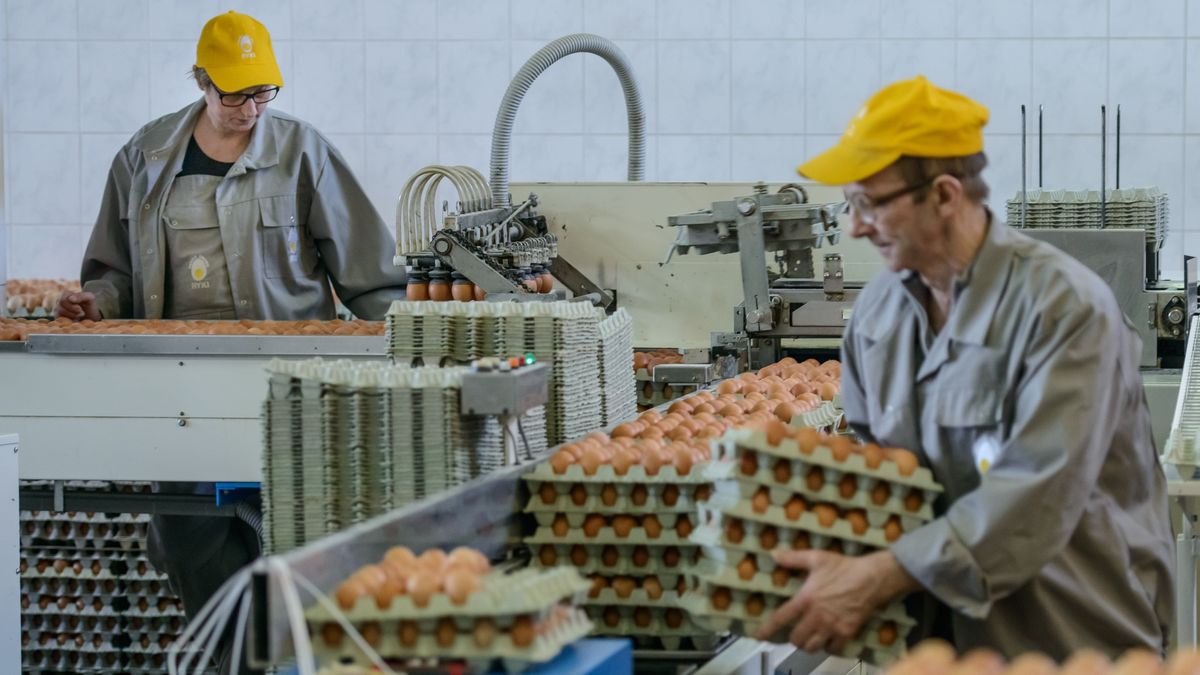 jajka
Ryki, 21.03.2016. Ferma drobiu w Rykach, 21 bm. Na kilka dni przed Wielkanoc� w zak�adzie panuje wzmo�ony ruch. Ferma ka�dego dnia produkuje oko�o 150000 jajek staraj�c si� zaspokoi� wi�kszy w tym okresie popyt na jaja. (wp/mgut)
PAP/Wojciech Pacewicz
Wojciech Pacewicz
drobiu, dr�b, ferma, hodowla, jajek, jajka, jajko, produkcja, rolnictwo, swieta wielkanocne, Wielkanoc, wylegarnia, zak�ad, pracownicy, pracownik