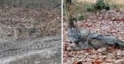 Od roku wilk z Puszczy Świętokrzyskiej szuka dla siebie miejsca. Zadomowił się na Lubelszczyźnie