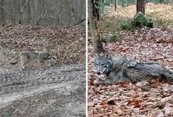 Od roku wilk z Puszczy Świętokrzyskiej szuka dla siebie miejsca. Zadomowił się na Lubelszczyźnie