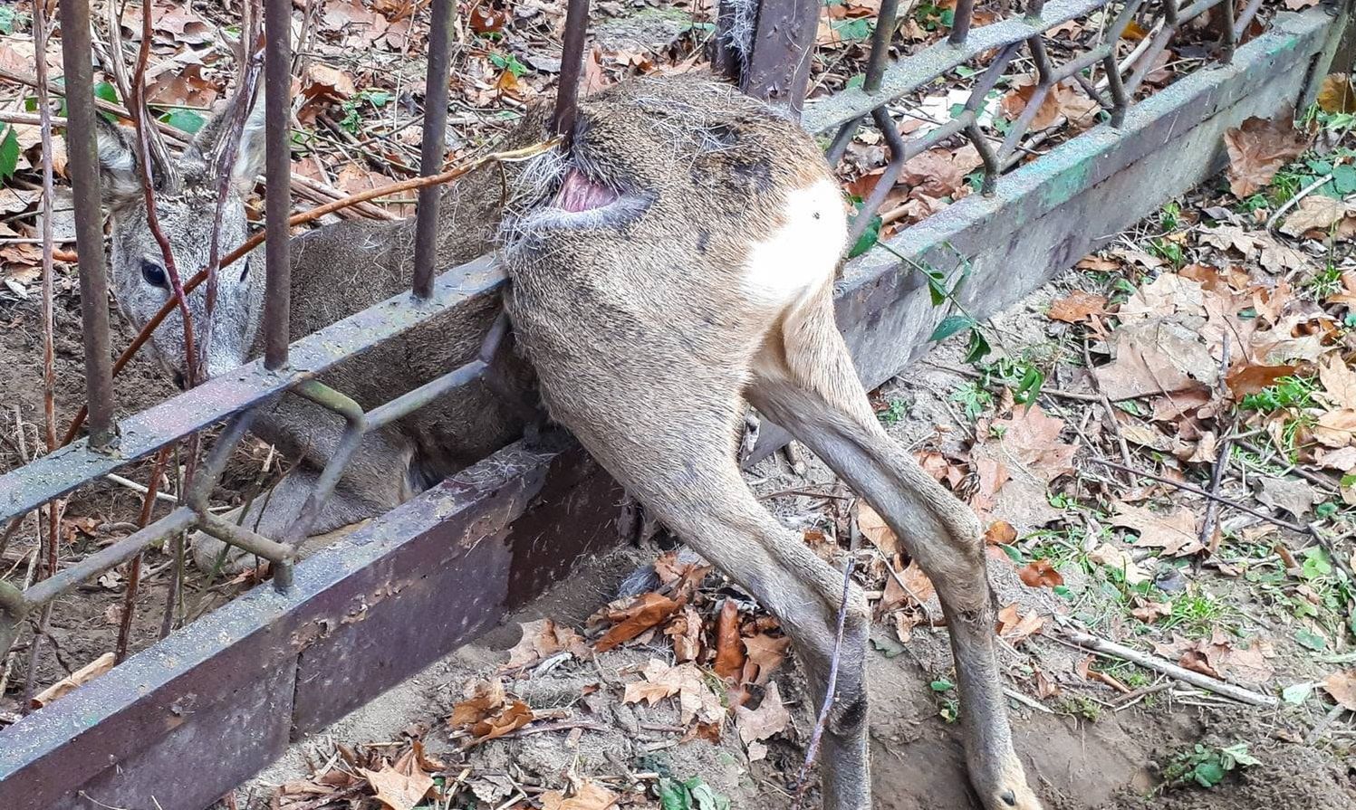 Sarna utknęła w płocie