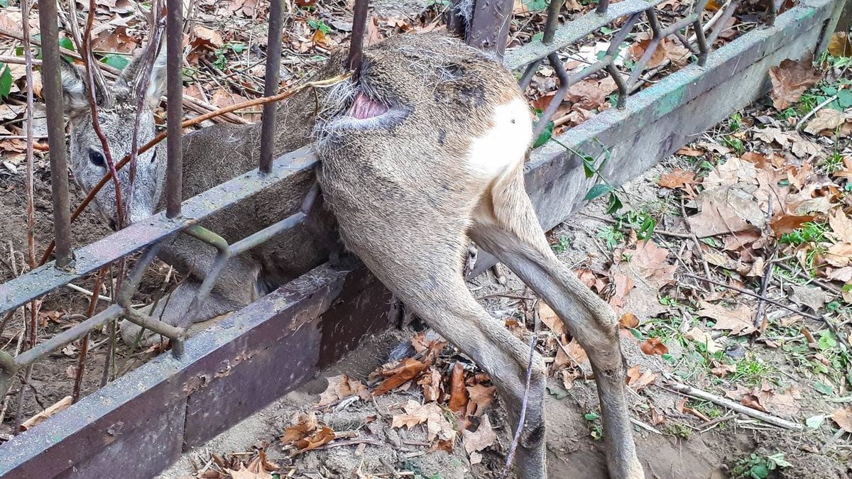 Sarna utknęła w płocie