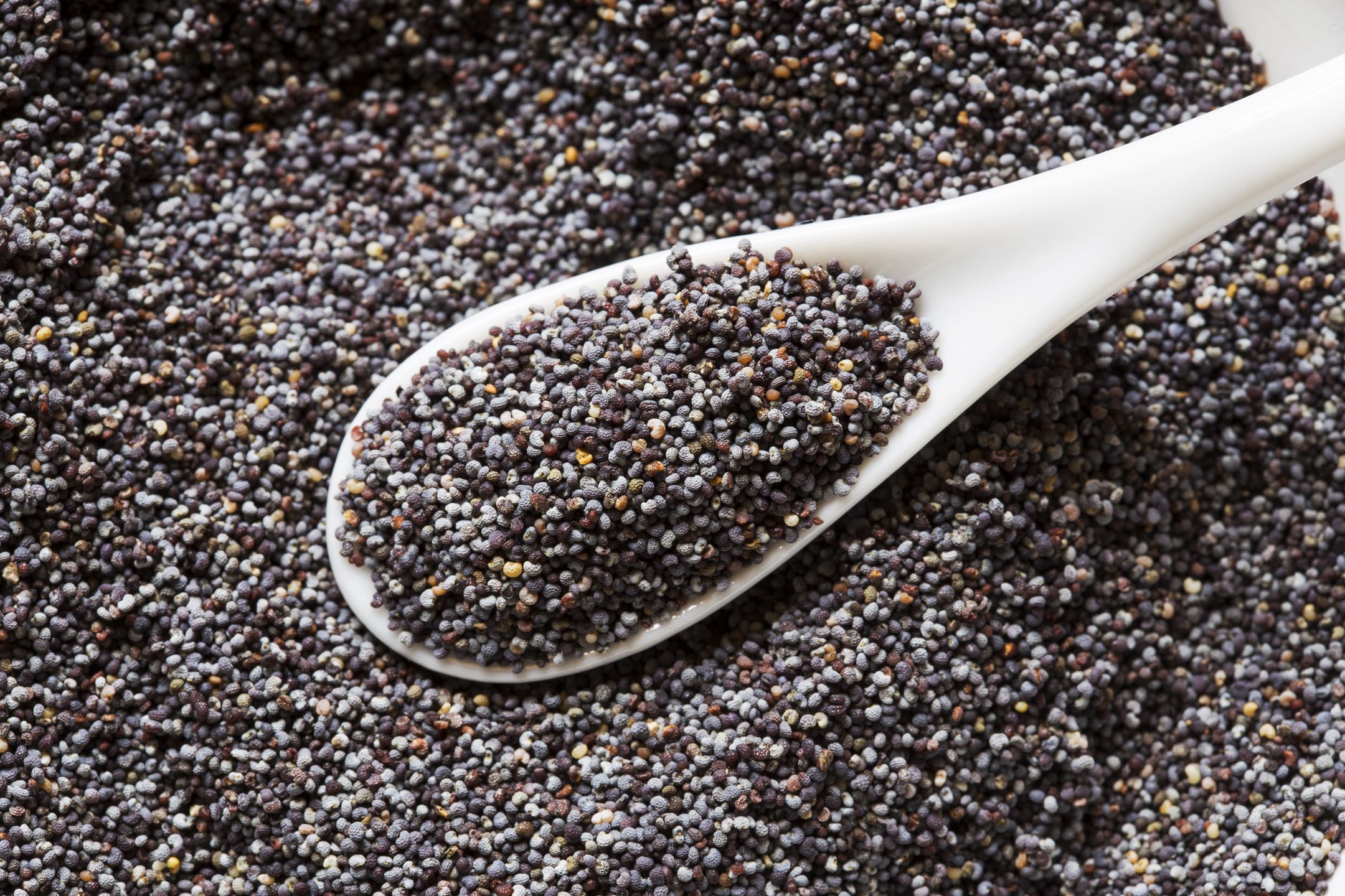 Poppy seeds in a ceramic spoonpoppy, seed, spice, condiment, grain, spoon, ceramic, equipment, kitchen, ingredients, vegetarian, organic, blue, calcium, cosmetic, dried, farming, food, black, backgrounds, textures, grey, heap, ingredient, lot, medicine, multitude, oil, opiate, opium, agriculture, product, rusted, vitamin