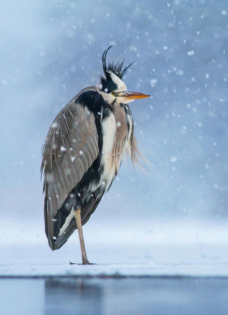 Do kolejnej edycji Bird Photographer of the Year można zgłaszać zdjęcia do 30 listopada 2018. Każdy fotograf może zgłosić maksymalnie 8 zdjęć do każdej z 8 kategorii: Portret, Ptaki w środowisku, Szczegóły, Zachowania ptaków, Ptaki w locie, Kreatywne obrazy, Ptaki w miastach i ogrodach oraz Inspirujące spotkania.